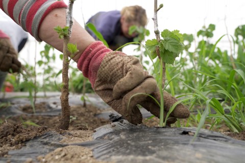 Tackling Undeclared Work in the Western Balkans (Photo: RCC ESAP 2/Klicker)